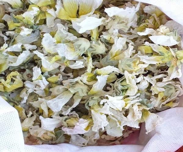 خرید و فروش گل ختمی سفید خشک با شرایط فوق العاده